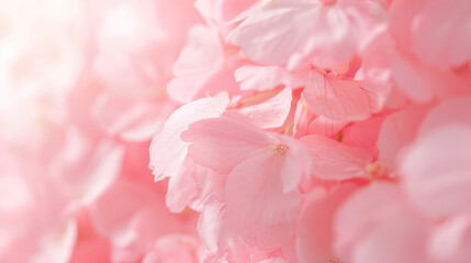 Obraz premium Close-Up of Pink Cherry Blossoms