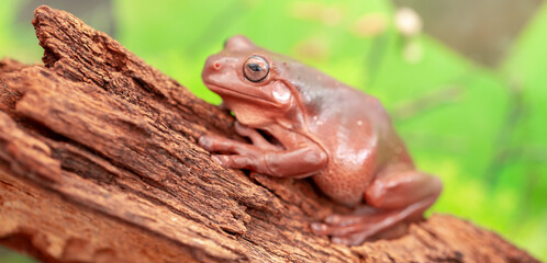 An Australian tree frog sits on the bark of a tree. The frog turns around and looks at the camera.