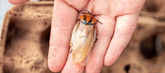 Madagascar Hissing Cockroach. A cockroach sits on a man's hand close-up. Exotic pet, tropical insect.