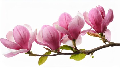 Obraz premium Spring Magnolia Branch with Pink Blossoms: Isolated on White Background