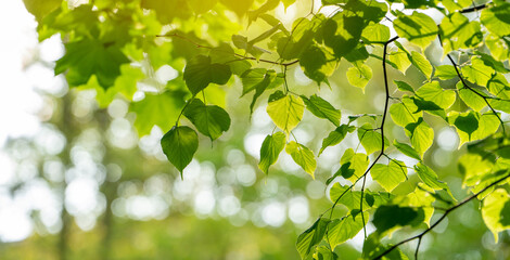Green leaves with bokeh in backlit sunlight in the park. Beautiful background for wallpaper. Selective focus.