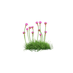 Sea thrift Plant isolated on transparent Canvas