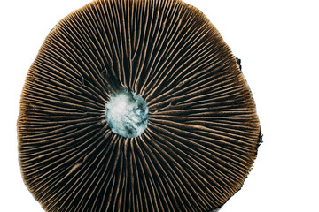 Psilocybe cubensis cap, focusing on the intricate gills and natural textures