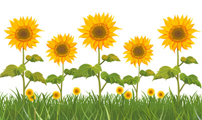 Fototapeta premium field of sunflowers