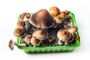 Golden Teacher Strain - Fruiting Psilocybe Cubensis Mushrooms