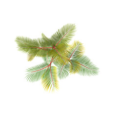 Archontophoenix alexandrae tree isolated on transparent Canvas from the top view