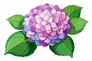 Pink and Purple Hydrangea Flower with Green Leaves