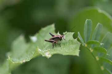 grasshopper resting alone in its natural environment
