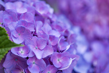 Blue hydrangea flowers in a German garden.