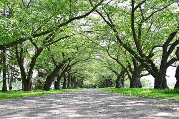 散歩道　新緑　初夏