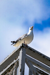 Seagull at the seaside in Brittany in France, larus