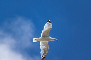 Seagull at the seaside in Brittany in France, larus