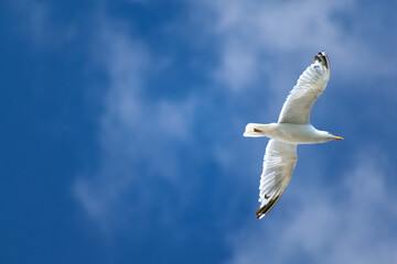 Seagull at the seaside in Brittany in France, larus