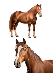 Naklejka premium A stunning brown horse captured in various poses, showcasing its muscular build and beautiful features against a clean backdrop.