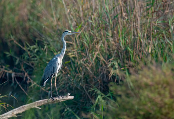 grey heron standing in nature park in Israel