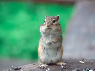 The chipmunk standing on his hind legs and looks at the camera