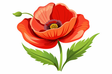 A Single Red Poppy Flower with Green Leaves