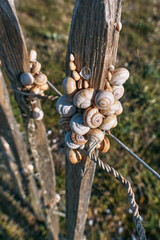 wooden fence along the coastline with lots of shells. for interior and desktop, screensaver, wallpaper