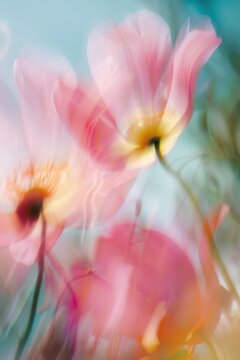 Dynamic focus soft abstract blurry flowers