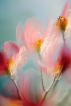 Dreamy blurry soft abstract flowers Background