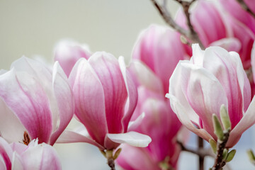 Fototapeta premium Magnolia Sulanjana flowers with petals in the spring season. beautiful pink magnolia flowers in spring, selective focusing.