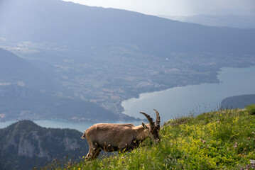 mountain goat on the mountain eating grass with lake annecy in background