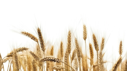 Rye field on a white background, isolate, natural product. AI generated.