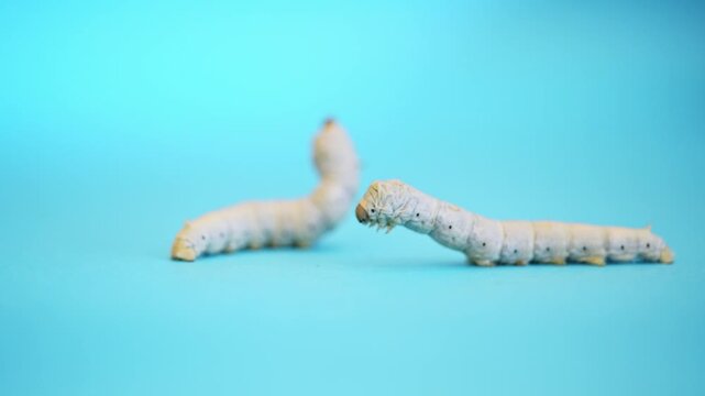 Two silkworms onblue background