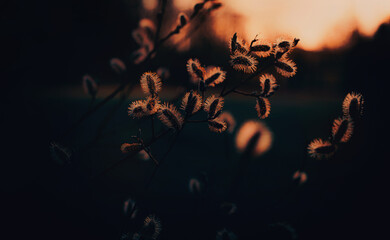 In the spring, the beautiful, fluffy willow flowers are illuminated by the orange light of sunset in the evening. The plants are especially beautiful at dusk. ©  Valeri Vatel