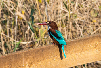 An adult white throated kingfisher