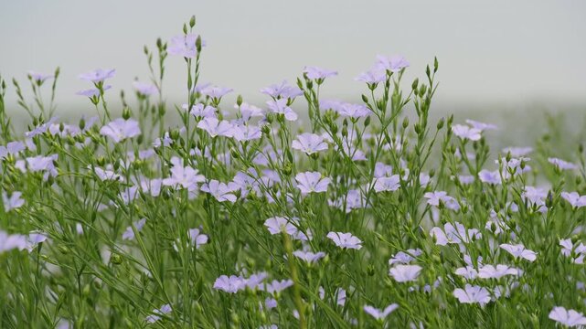 A bee collects pollen from blue flowers blooming in a flax field