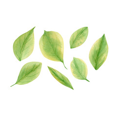Fototapeta premium Lemon leaf collection. Watercolor botanical illustration with green lemon leaves set