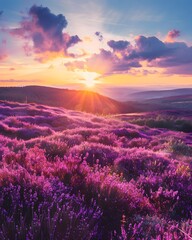 Fototapeta premium Heather flowers field with sunset in the background
