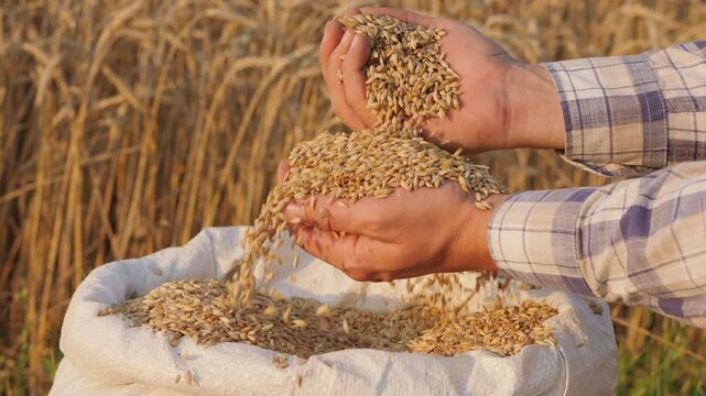 Close-up of the hand of a male farmer taking out a lot of wheat grains from a sack in the field after a good harvesting against the background of spikelets