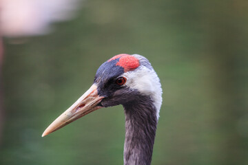 close up of a crane