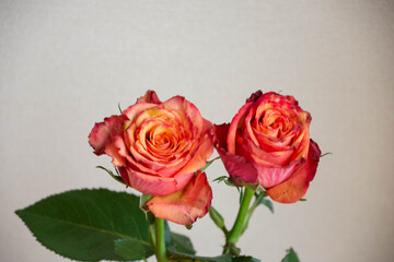 グラデーションカラーのバラ