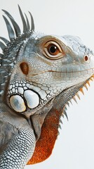 Fototapeta premium Adorable Iguana Portrait on White: A Conceptual Celebration of Pet Exoticism and Natural Beauty, single element, single object, material, vector material, illustration