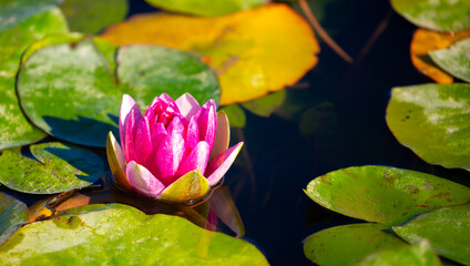 Lotus pond. Water lily close up. Sacred lotus flower in Buddhism. Calmness and tranquility. Spa...