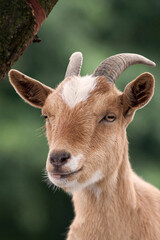 portrait of a goat