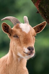 portrait of a goat