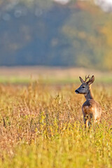 Buck deer in the field in the wild