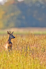 Buck deer in a clearing in the wild