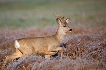 Buck deer in a clearing in the wild