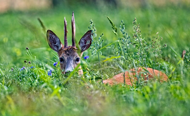 Buck deer hidden in the grass