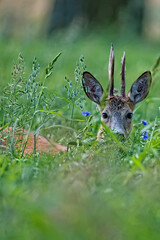 Buck deer in the forest