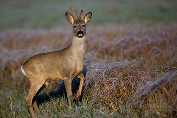 Buck deer in a clearing in the wild