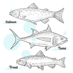 Fish sketch collection. Hand drawn vector illustration. Seafood. Food menu illustration. Hand drawn tuna, trout, salmon. Engraved style