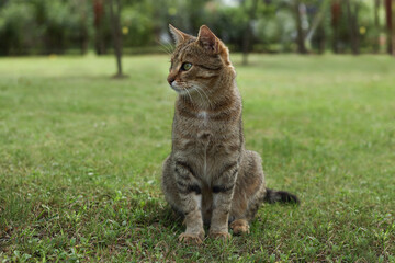 Brown tabby cat sits on green grass in an outdoor park, facing left. The cat has short fur with distinct dark stripes. Background includes blurred trees and greenery.