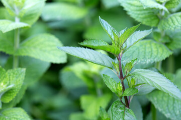 Fototapeta premium Spear mint in herbal garden isolated on blur background.