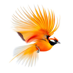 Obraz premium Photography of a Vibrant Bird of Paradise on Plain White Transparent Background PNG